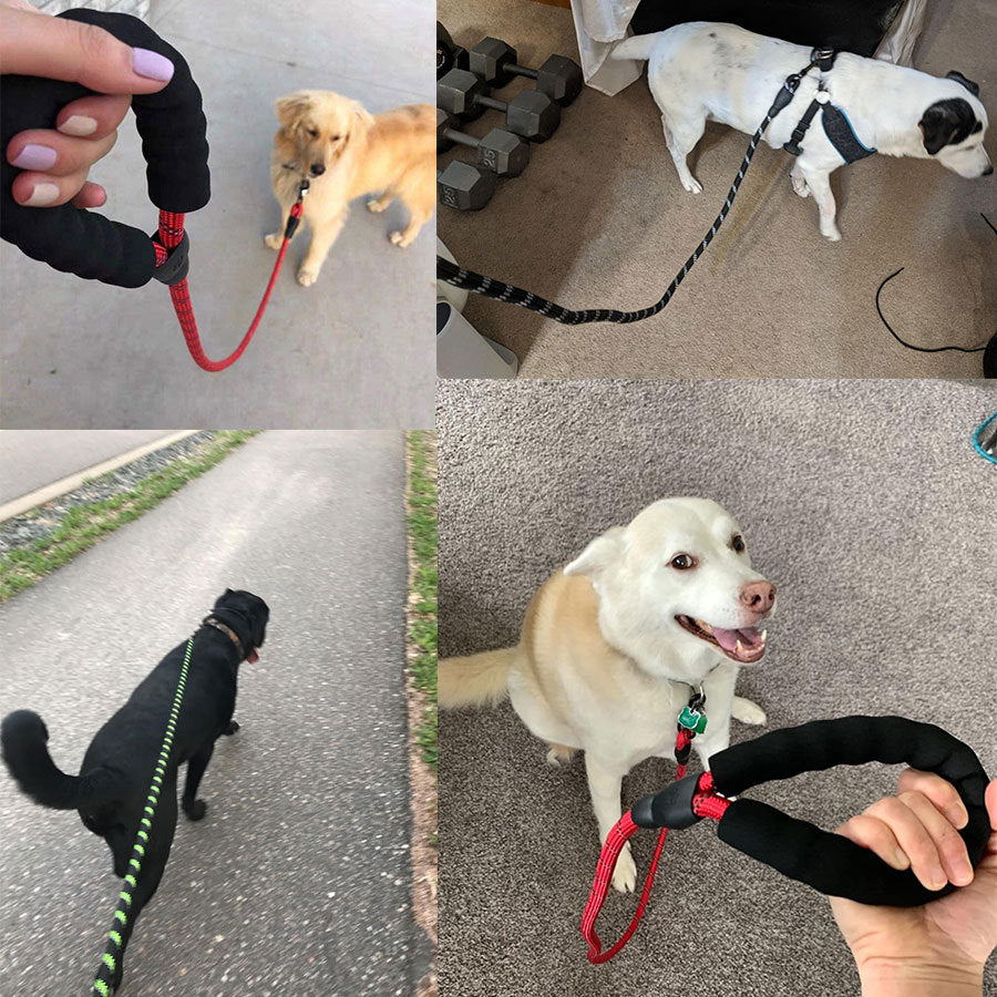 Vibrant Spectrum Dog Leash - Multi-Color Design for Stylish Walks