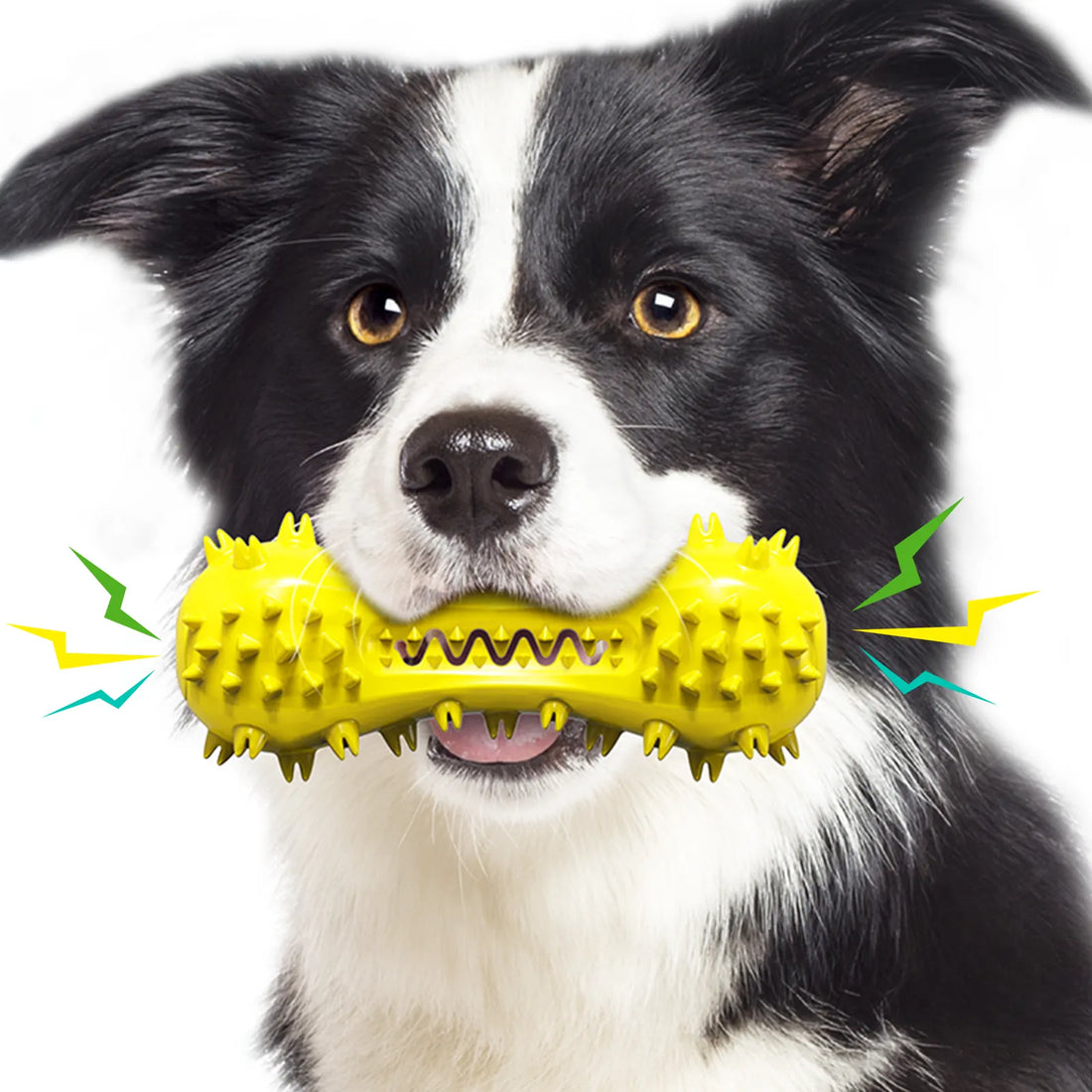 🏨 Pet-Friendly Hotel Chains (No or Low Pet Fees)