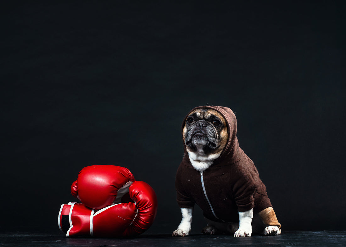 60 Minutes of the Best and Bravest Dogs