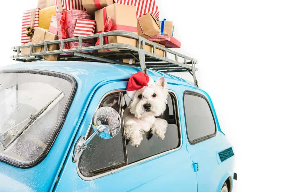 Pet Carrier & Backpack